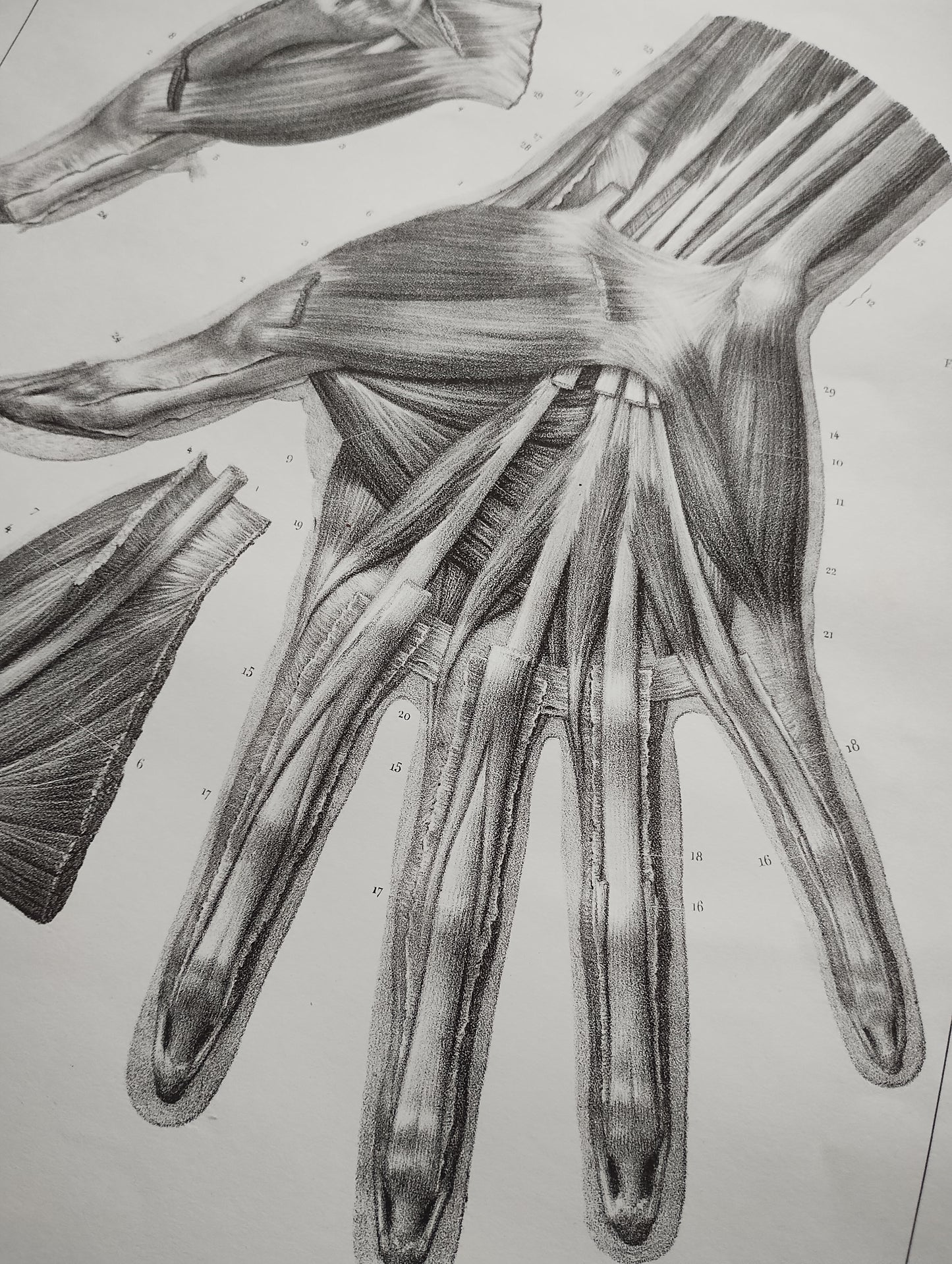 Old 19th anatomy lithograph set #7