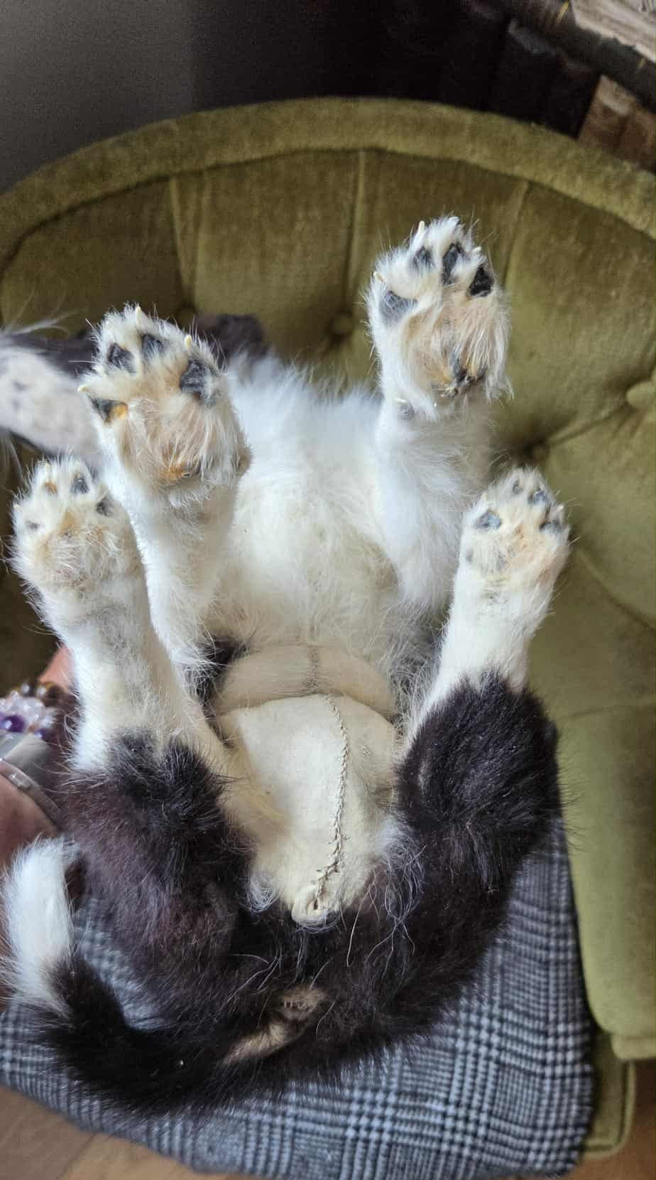 Young Border Collie dog taxidermy (rare)