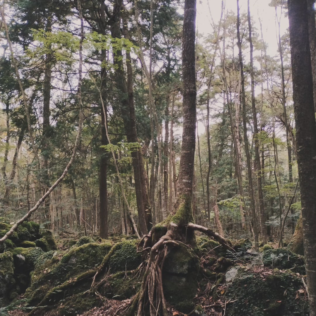 Rope from the Suicide Forest Aokigahara (Japan)