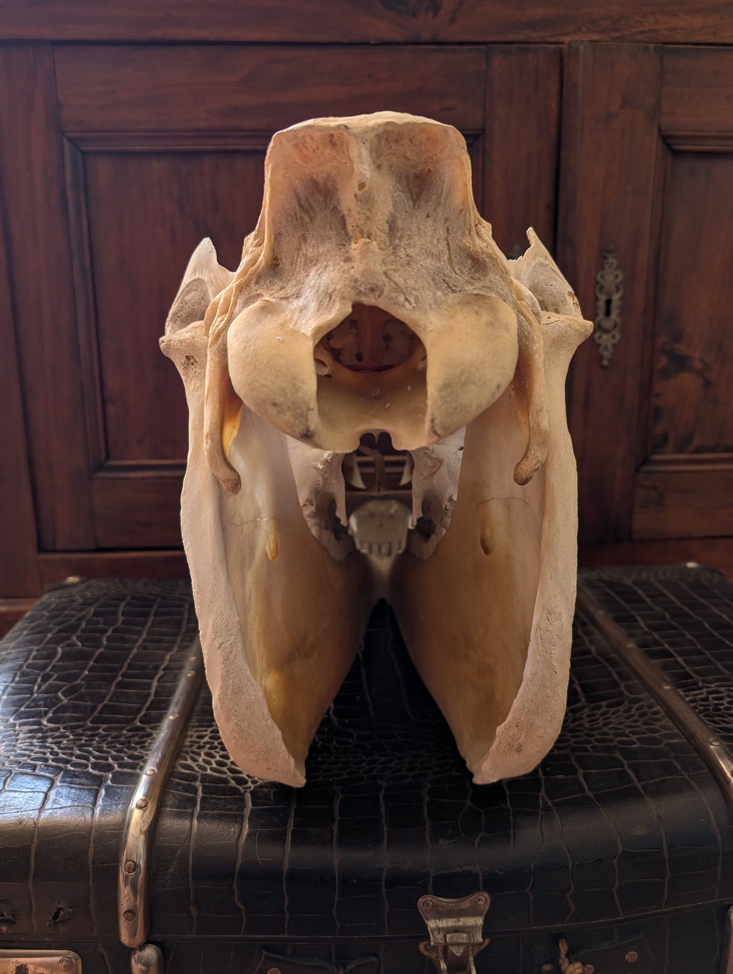 Old Horse Skull from 1950's