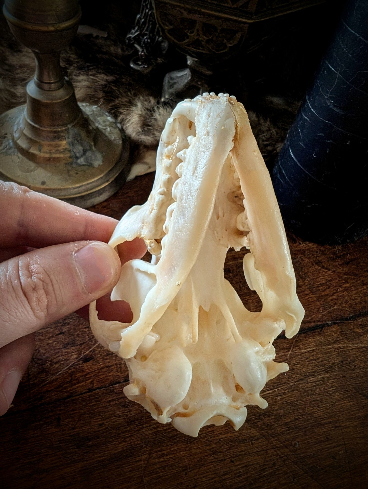 Raccoon Skull