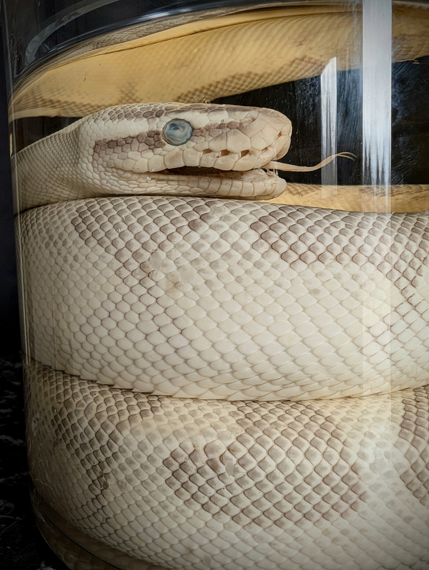 Python snake Wetspecimen in jar