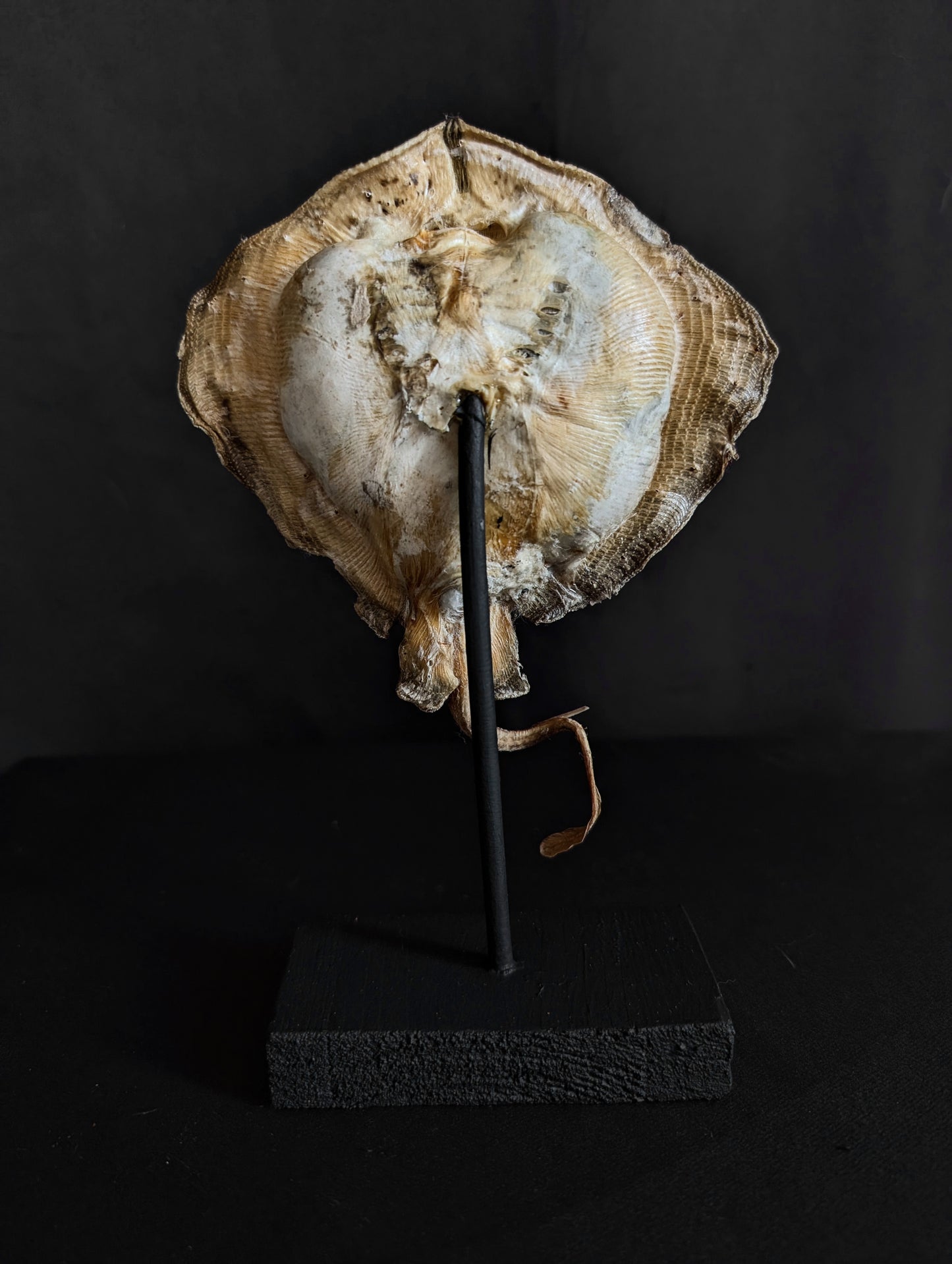 Beautiful Ray taxidermy on base