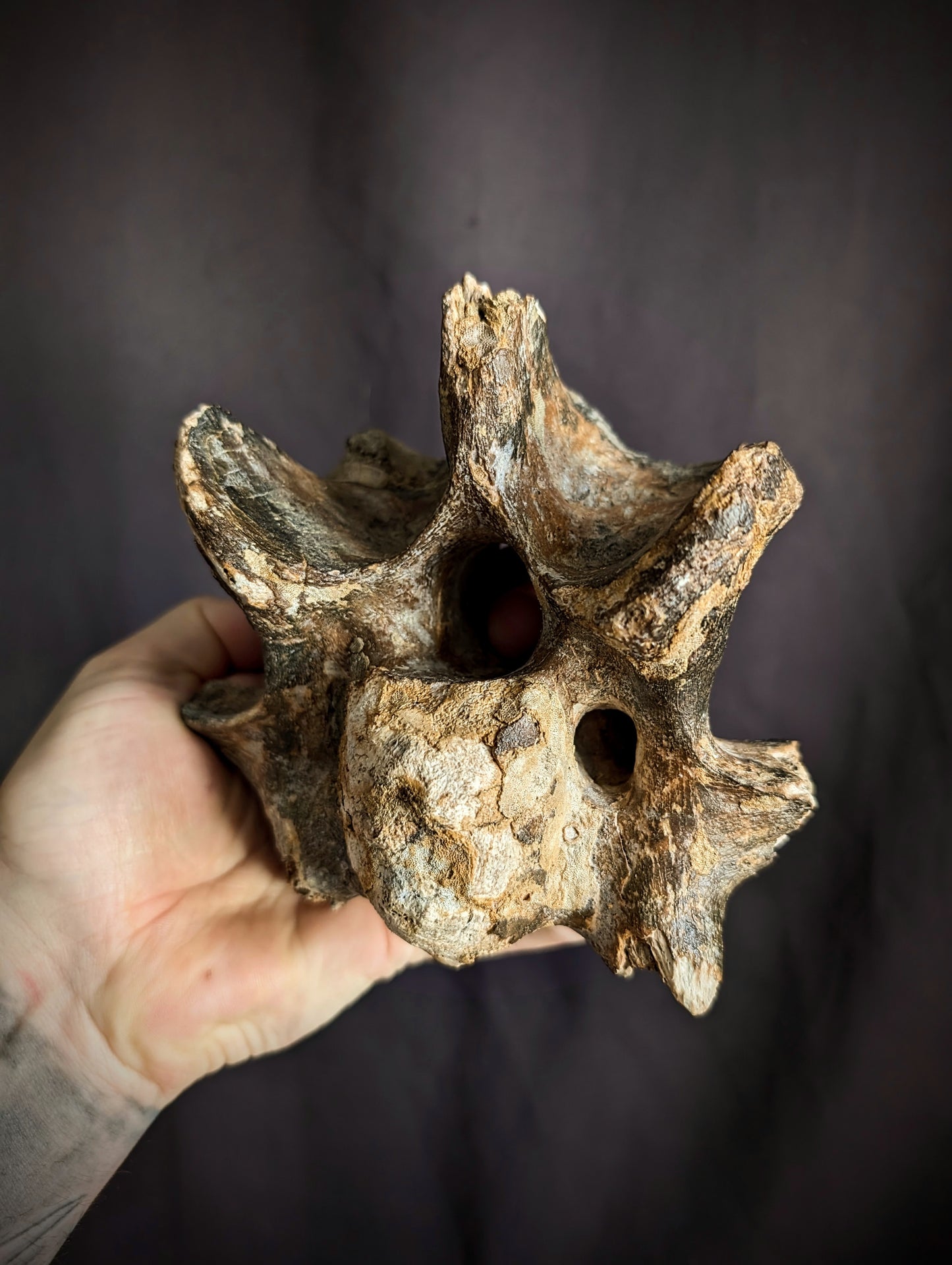50 000-years old Bison Vertebrae fossil #2