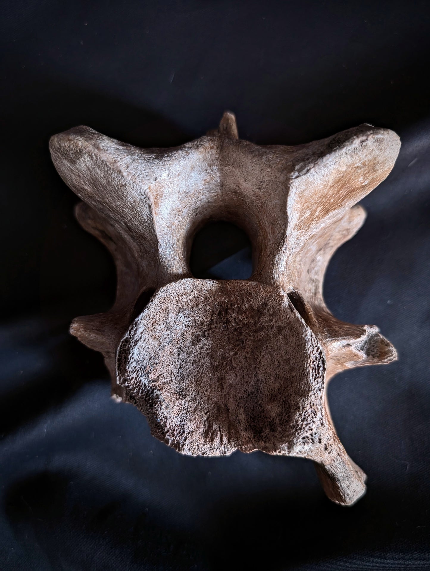 50 000-years old Bison Vertebrae fossil #1