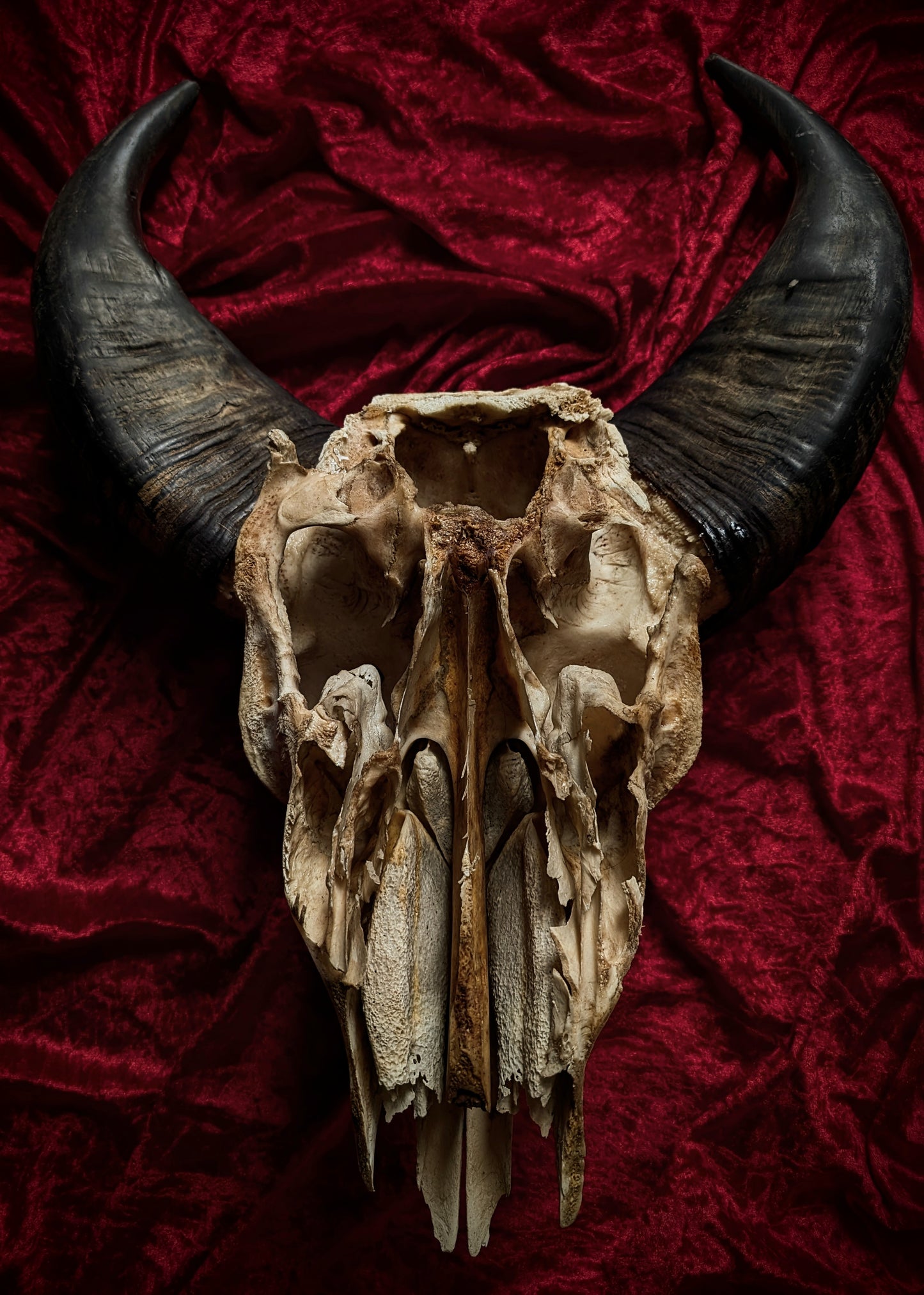 African Buffalo Skull 60cm