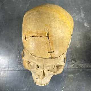 Beautiful medicalized Male Skull with complete teeth