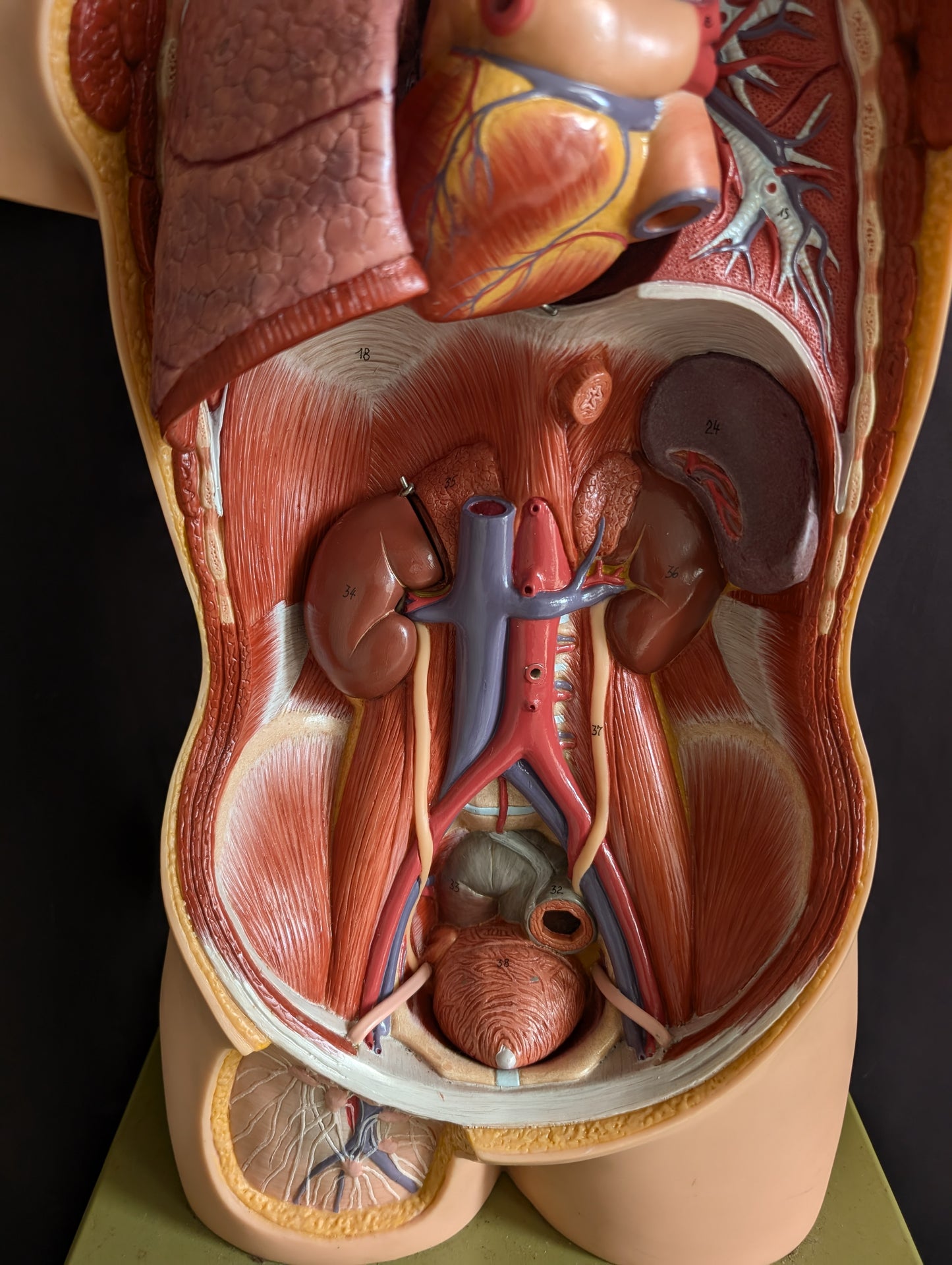 Vintage anatomical model from Germany