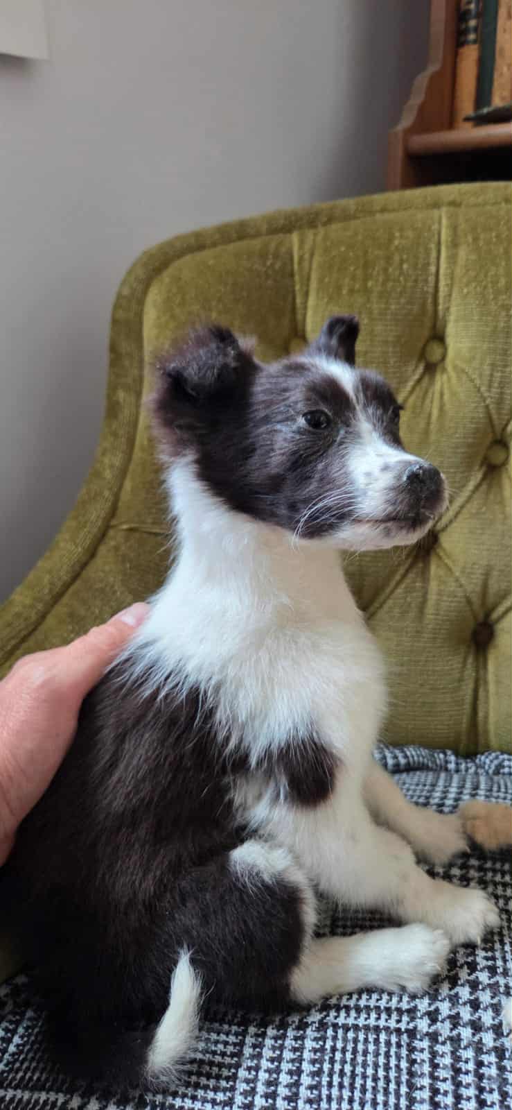 Young Border Collie dog taxidermy (rare)