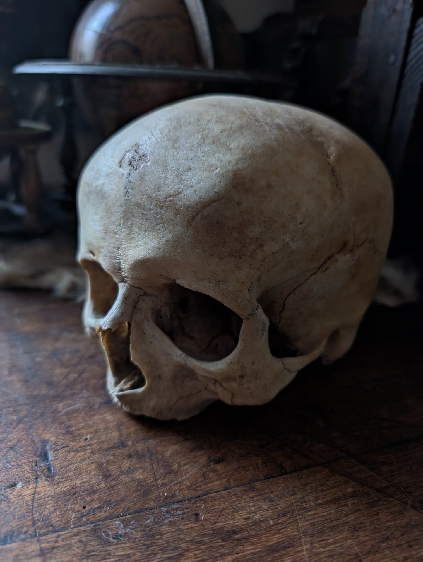 Antique female skull from the 19th century