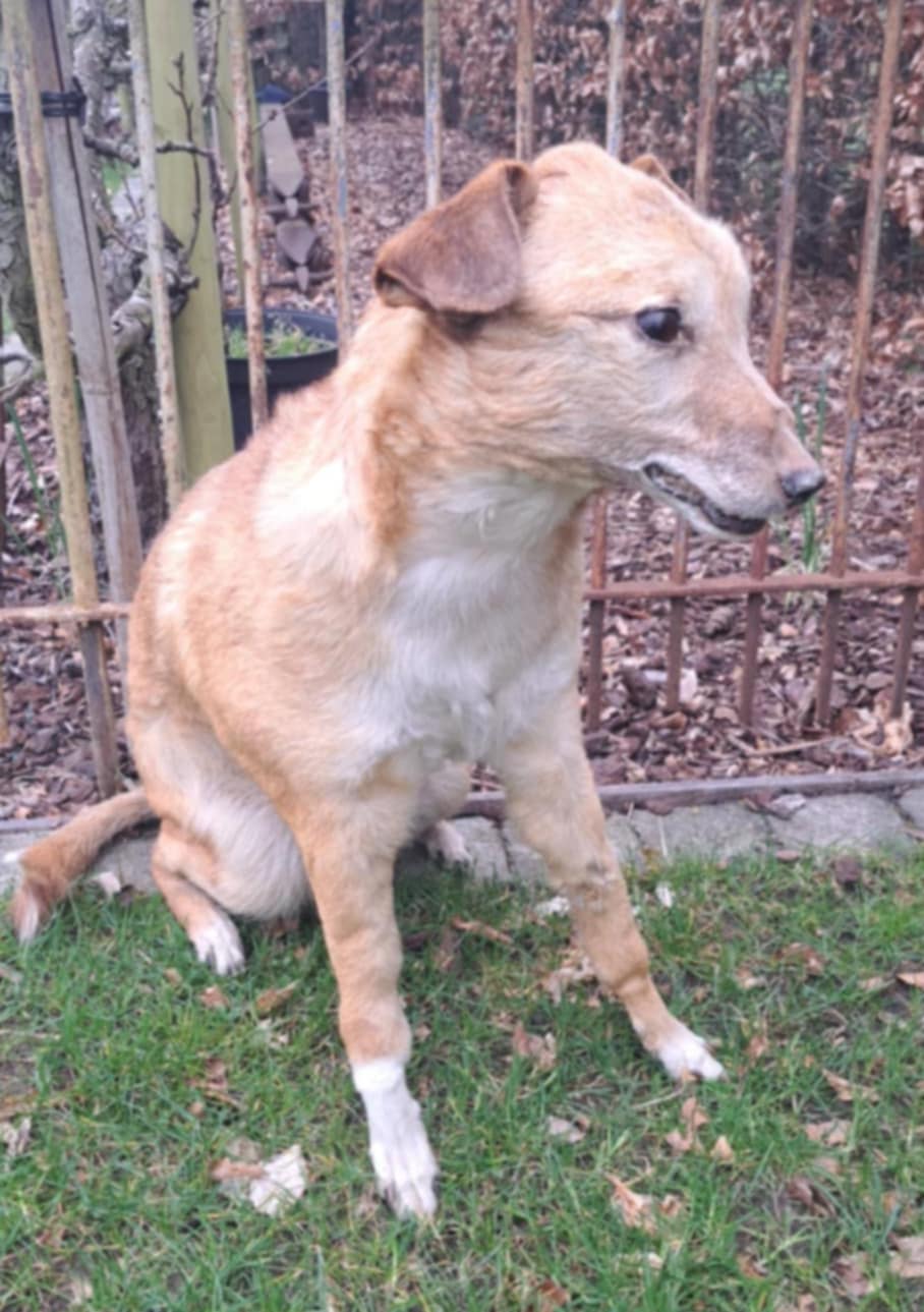 Dog taxidermy