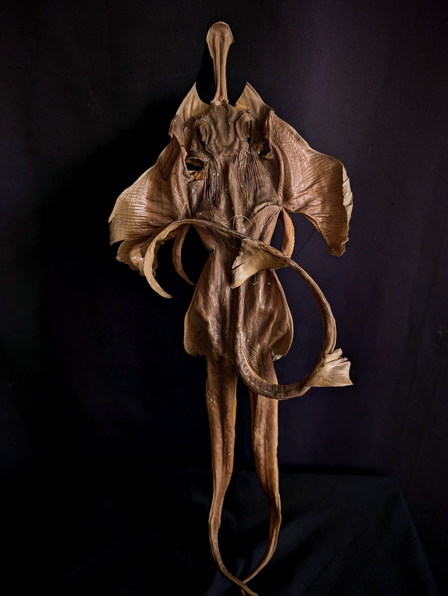 Old Devil Fish / Jenny Haniver 50cm