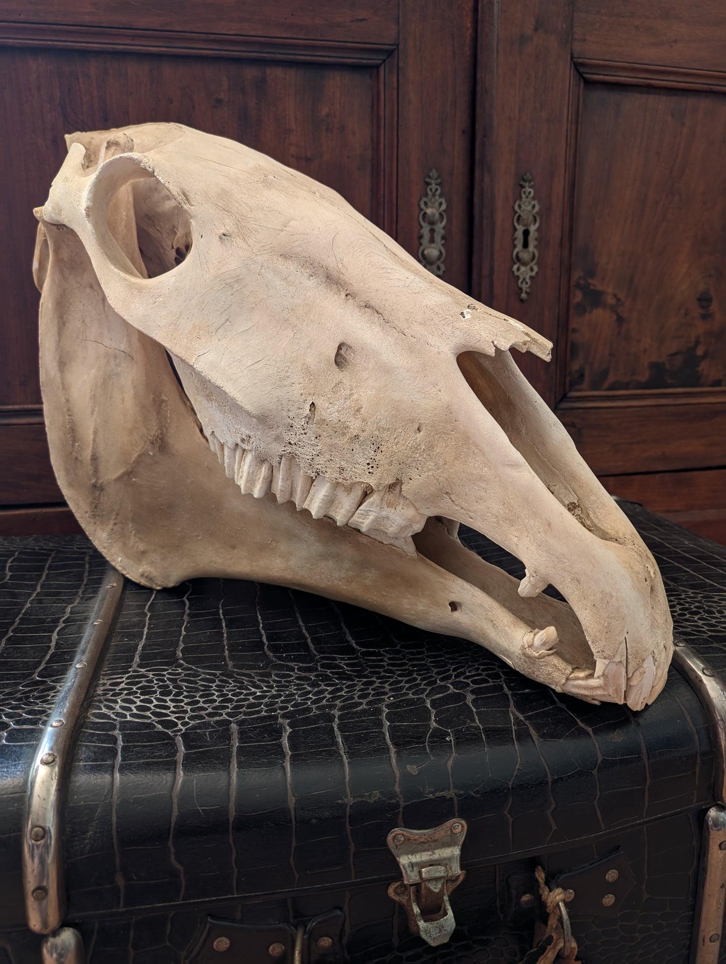 Old Horse Skull from 1950's