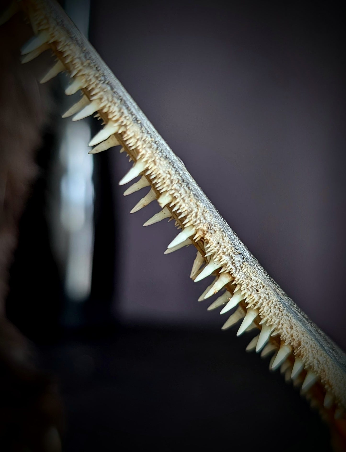 Garfish (Belone Belone) teeth
