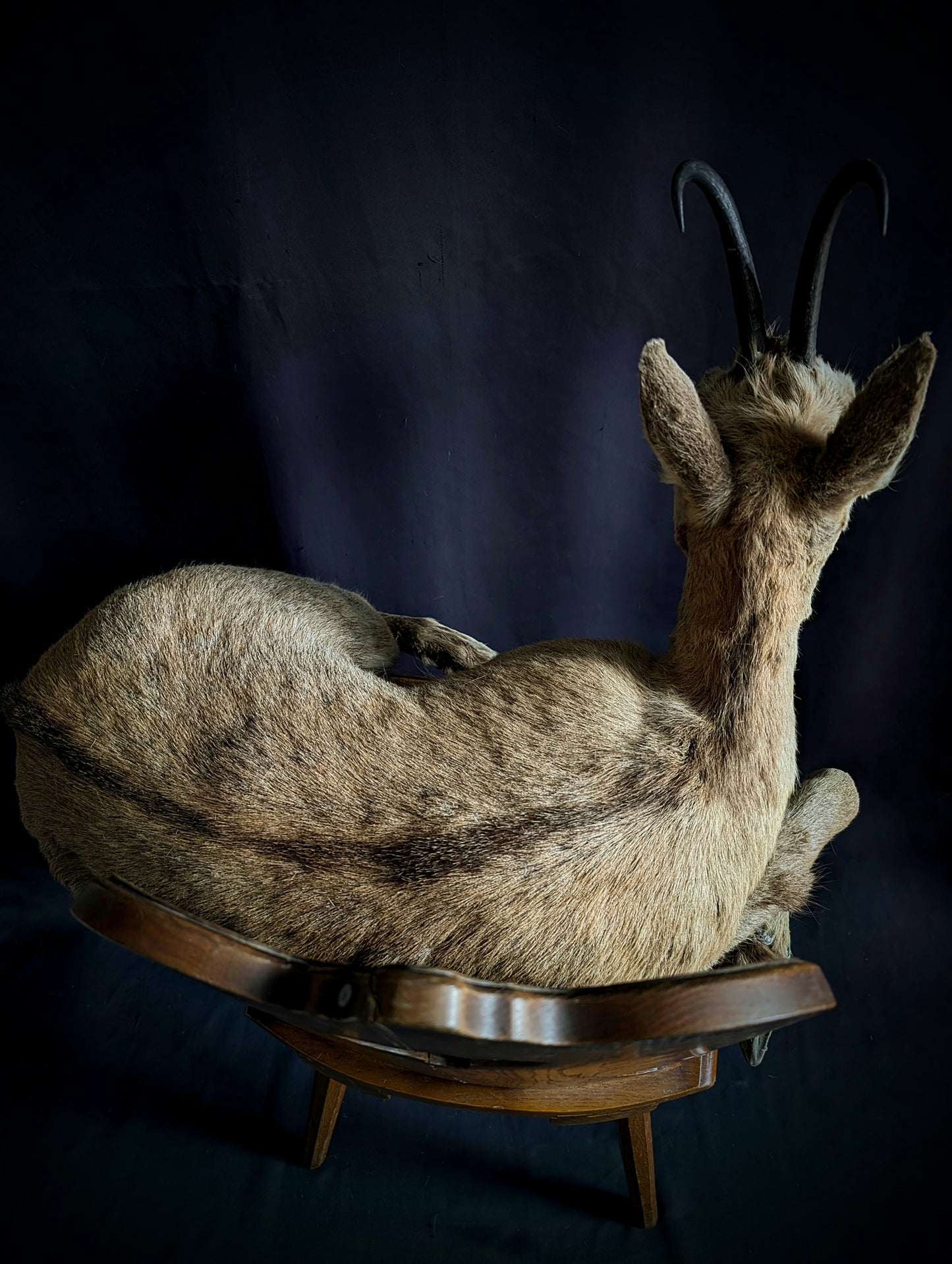 Isard Taxidermy full mount