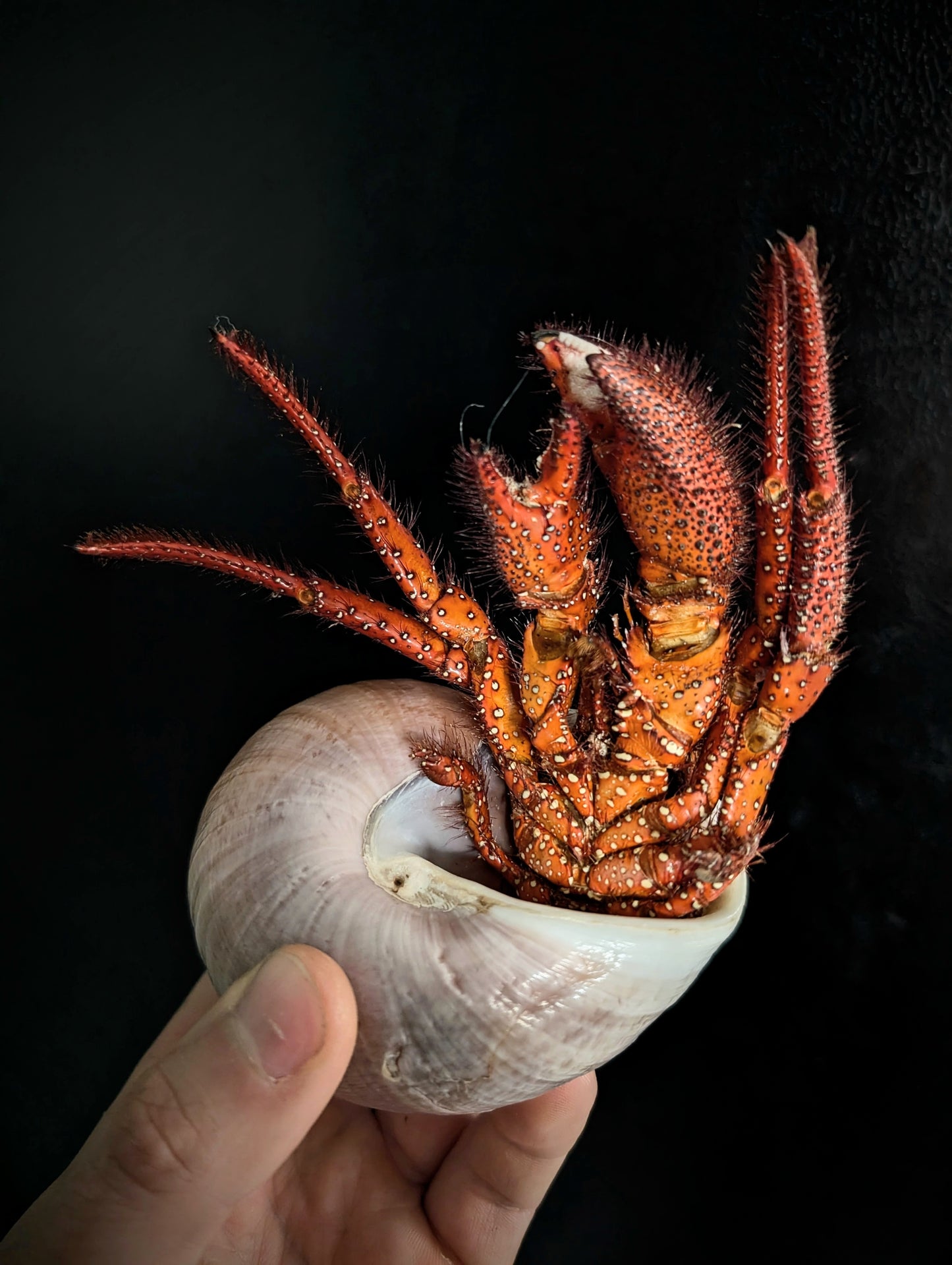 Hermit Crab