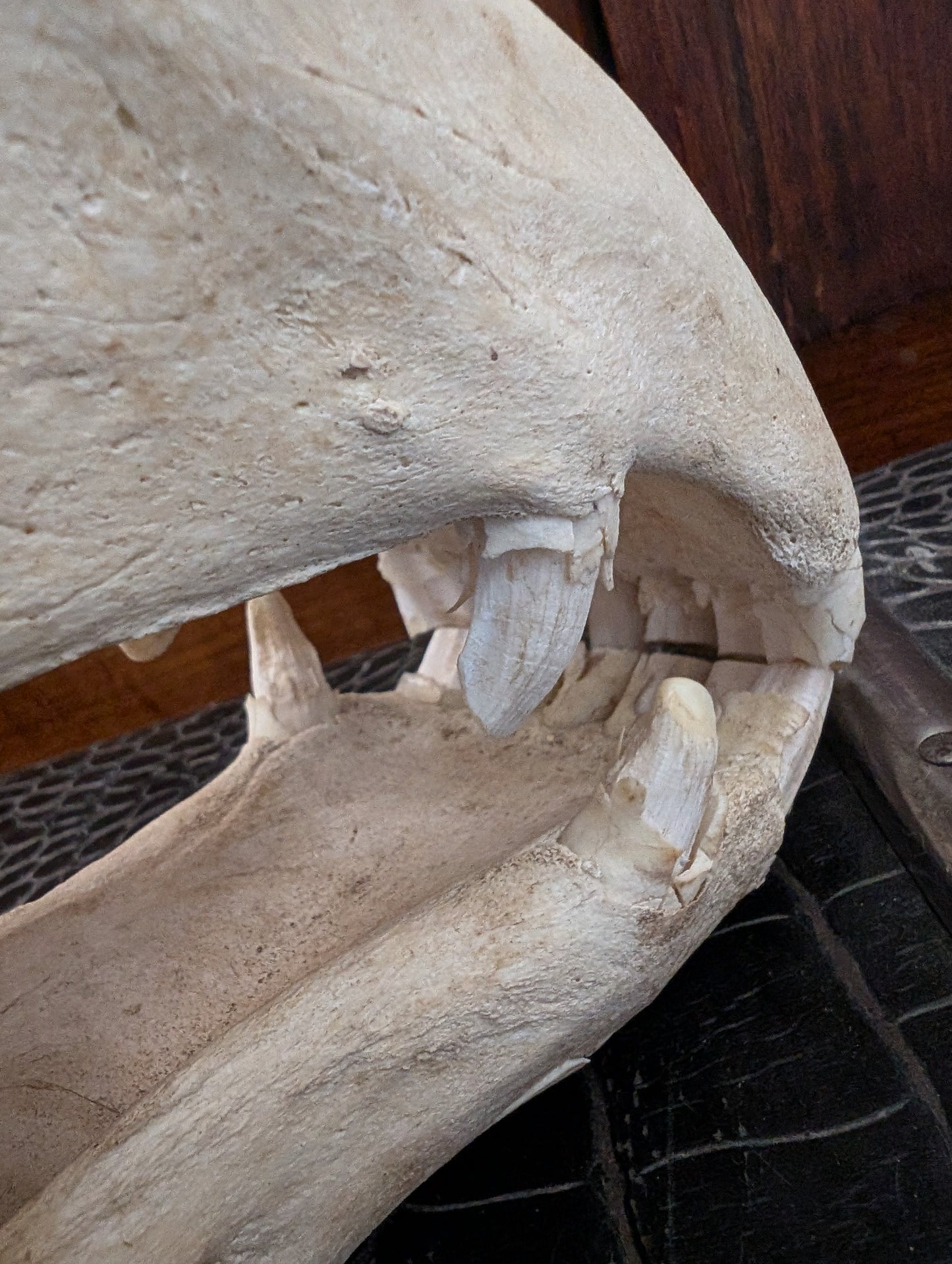 Old Horse Skull from 1950's