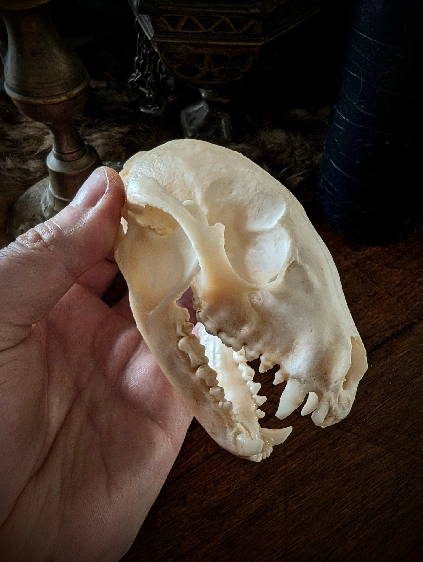 Raccoon Skull