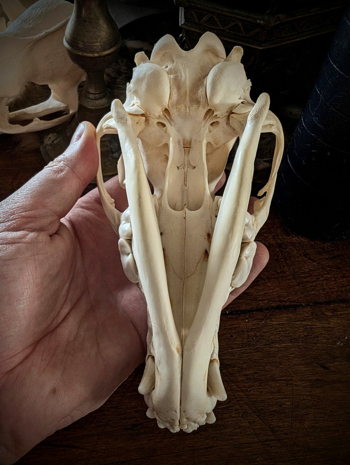 Coyote skull
