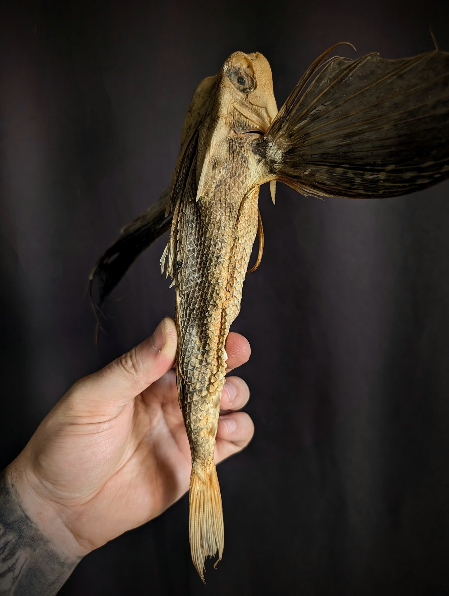 Old Rare Flying Fish Dactyloptena orientalis from Balicasag Island (Philippines)