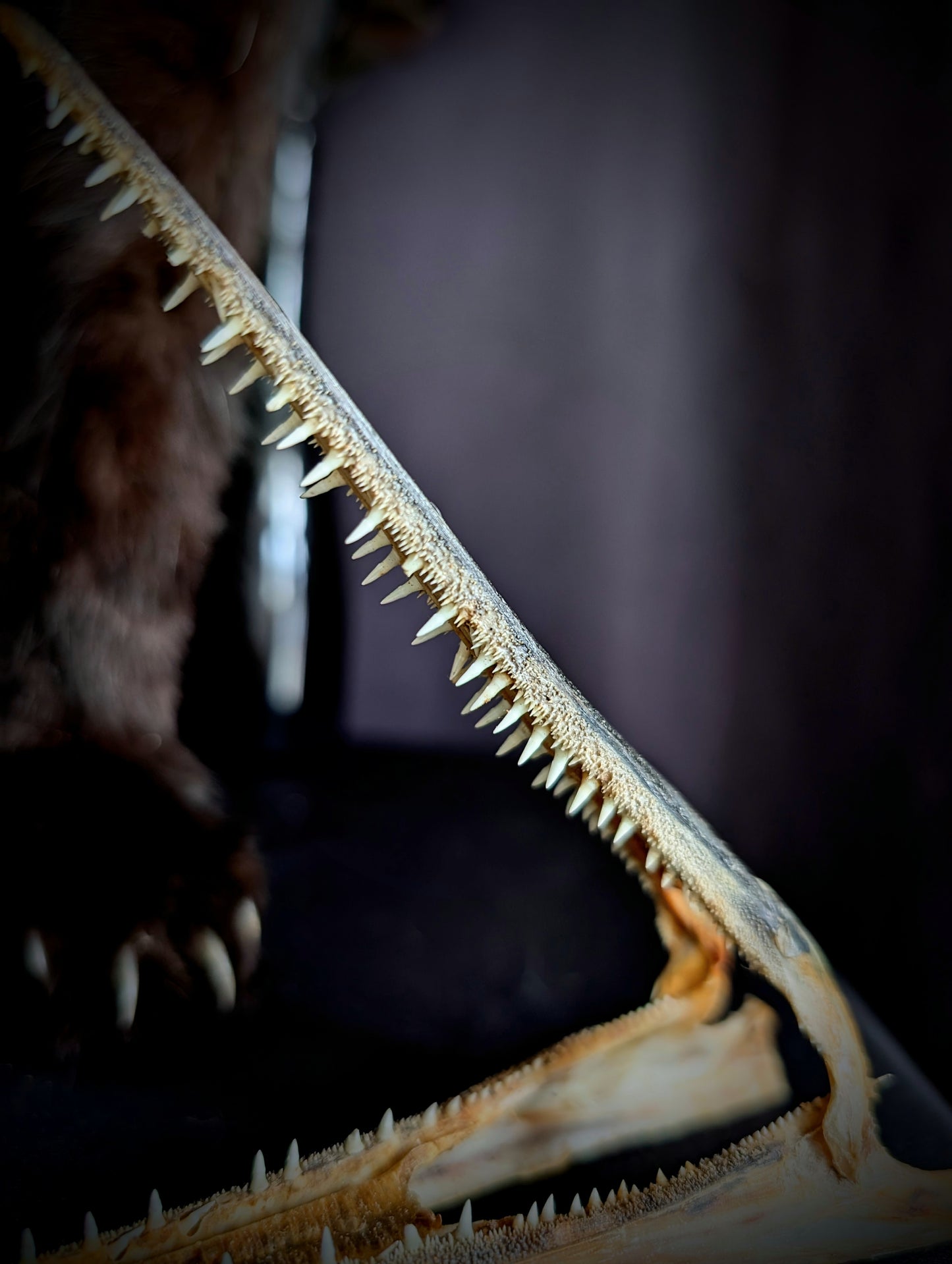 Garfish (Belone Belone) teeth