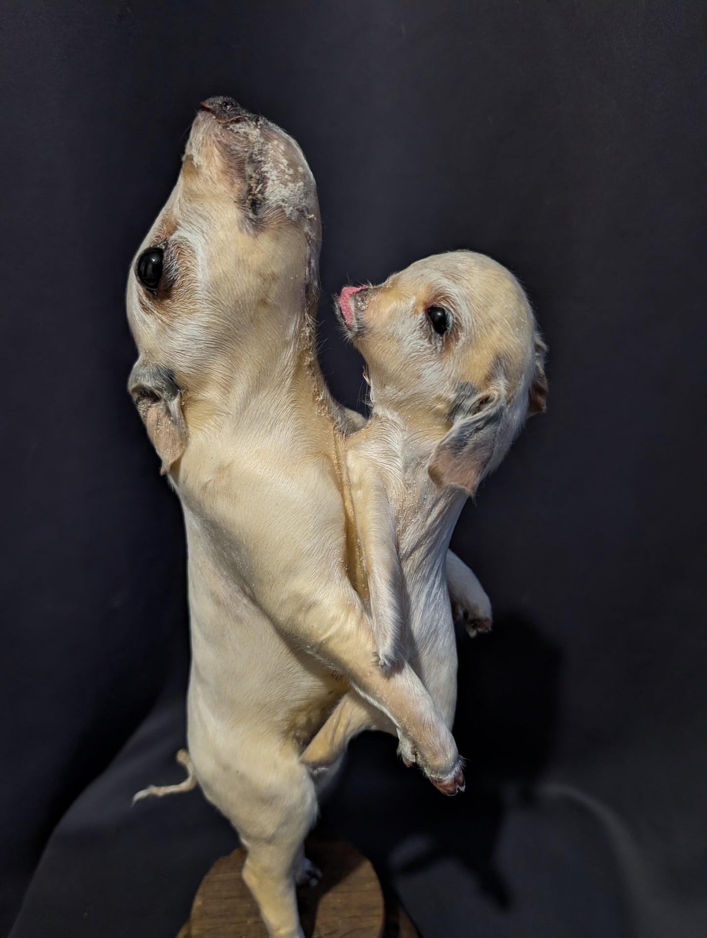 Rare taxidermy of a Siamese Pig !