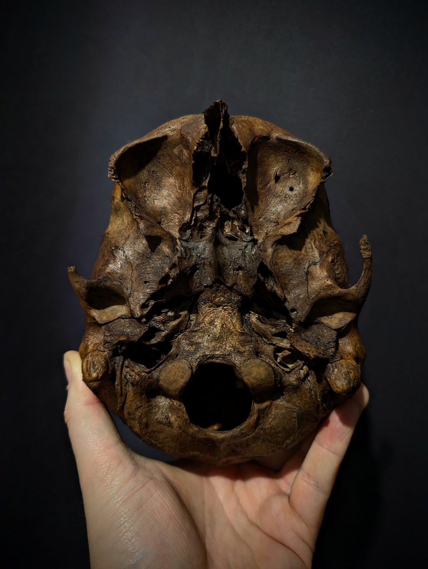 Old skull with a dark patina (Austria late 19th century)