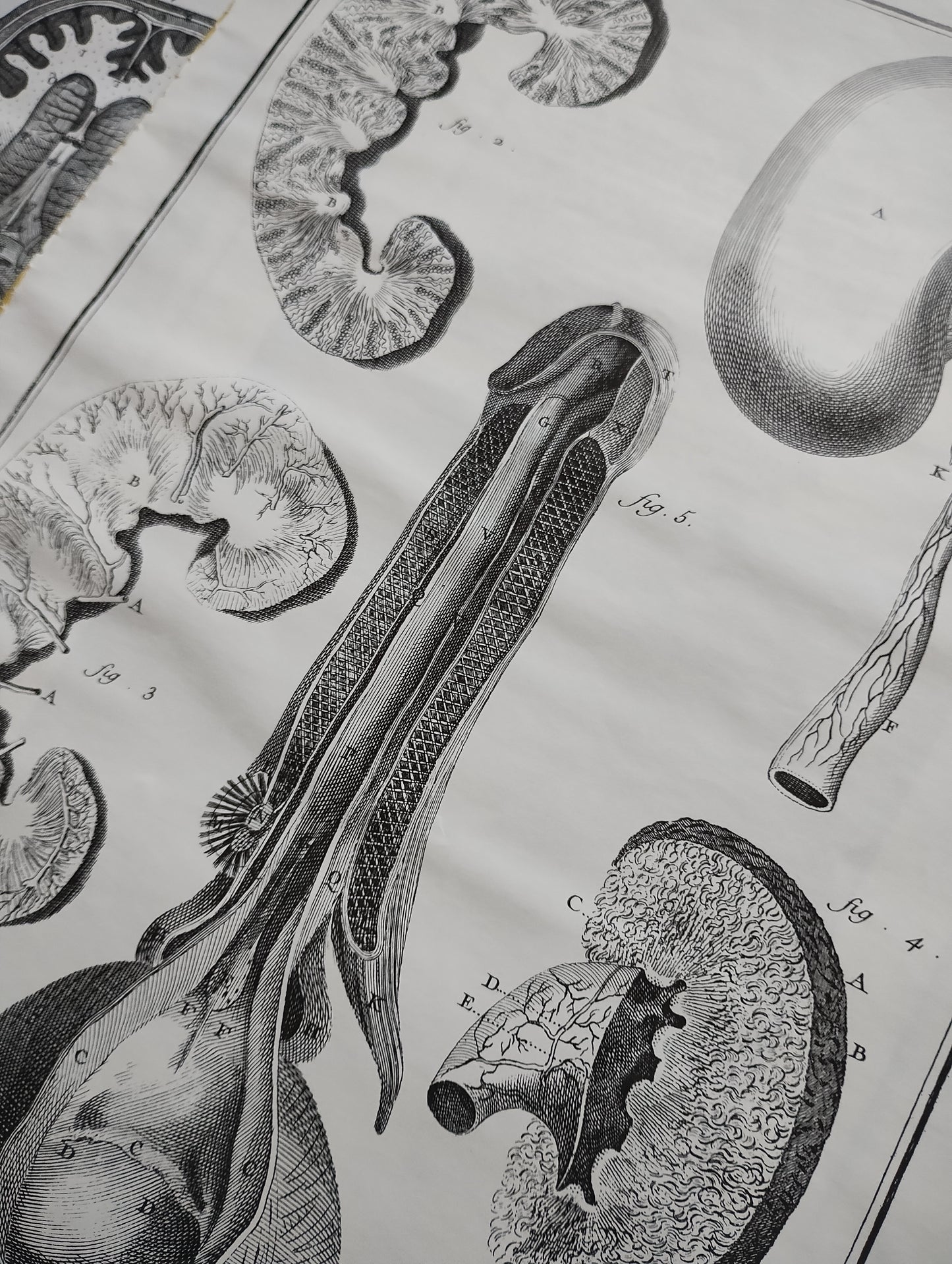 Old 19th anatomy lithograph set #6