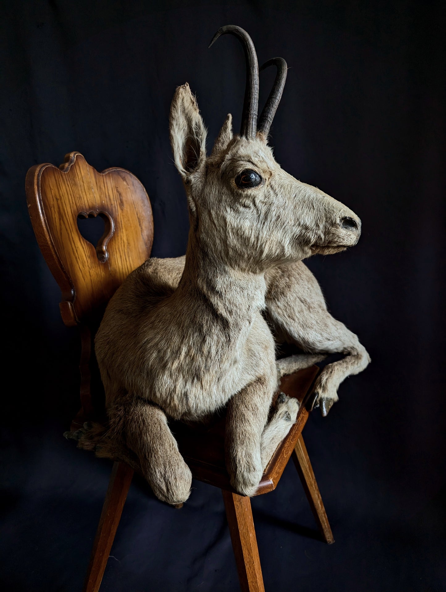 Isard Taxidermy full mount