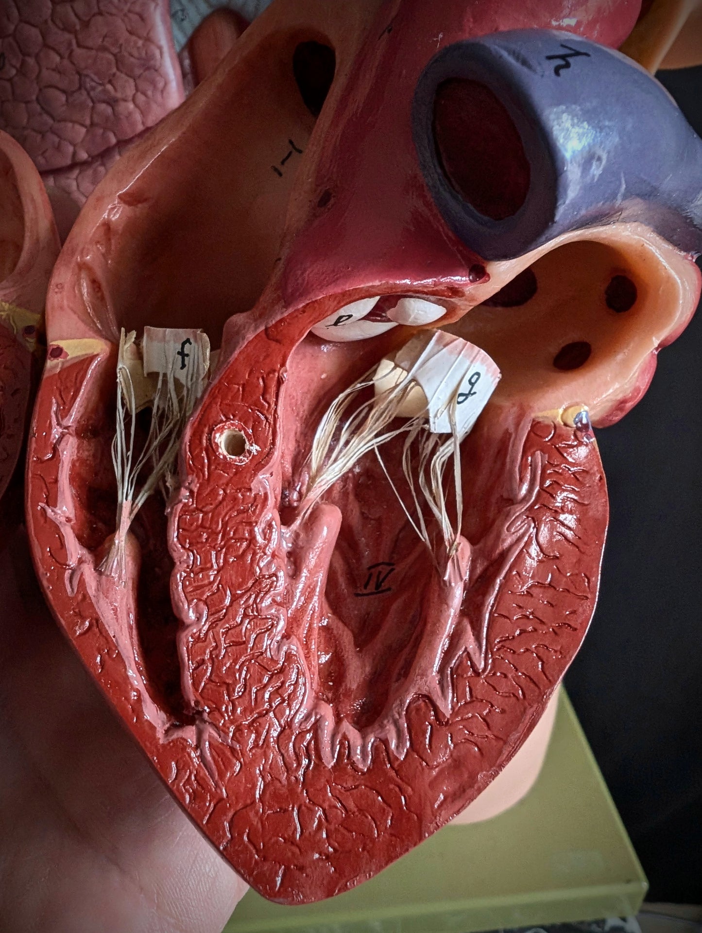 Vintage anatomical model from Germany
