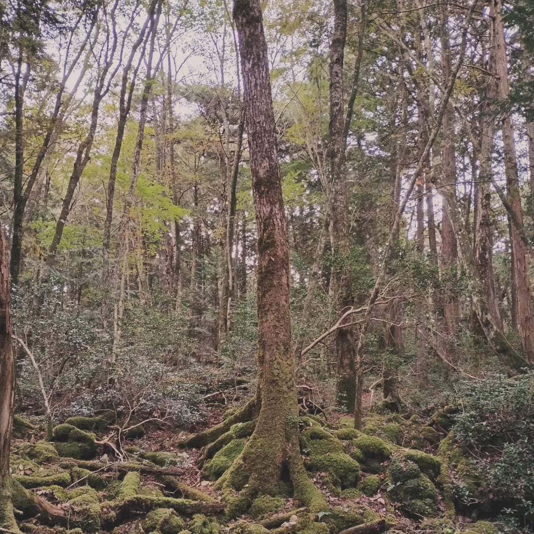 Rope from the Suicide Forest Aokigahara (Japan)