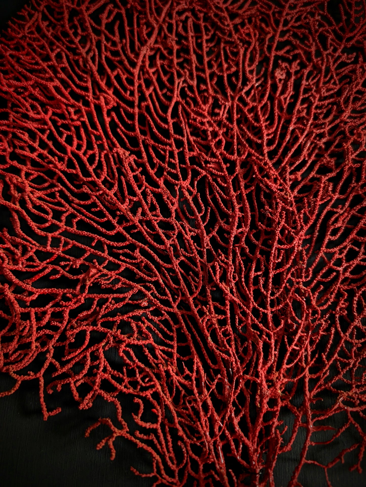 Red Gorgonian Coral on Black Frame