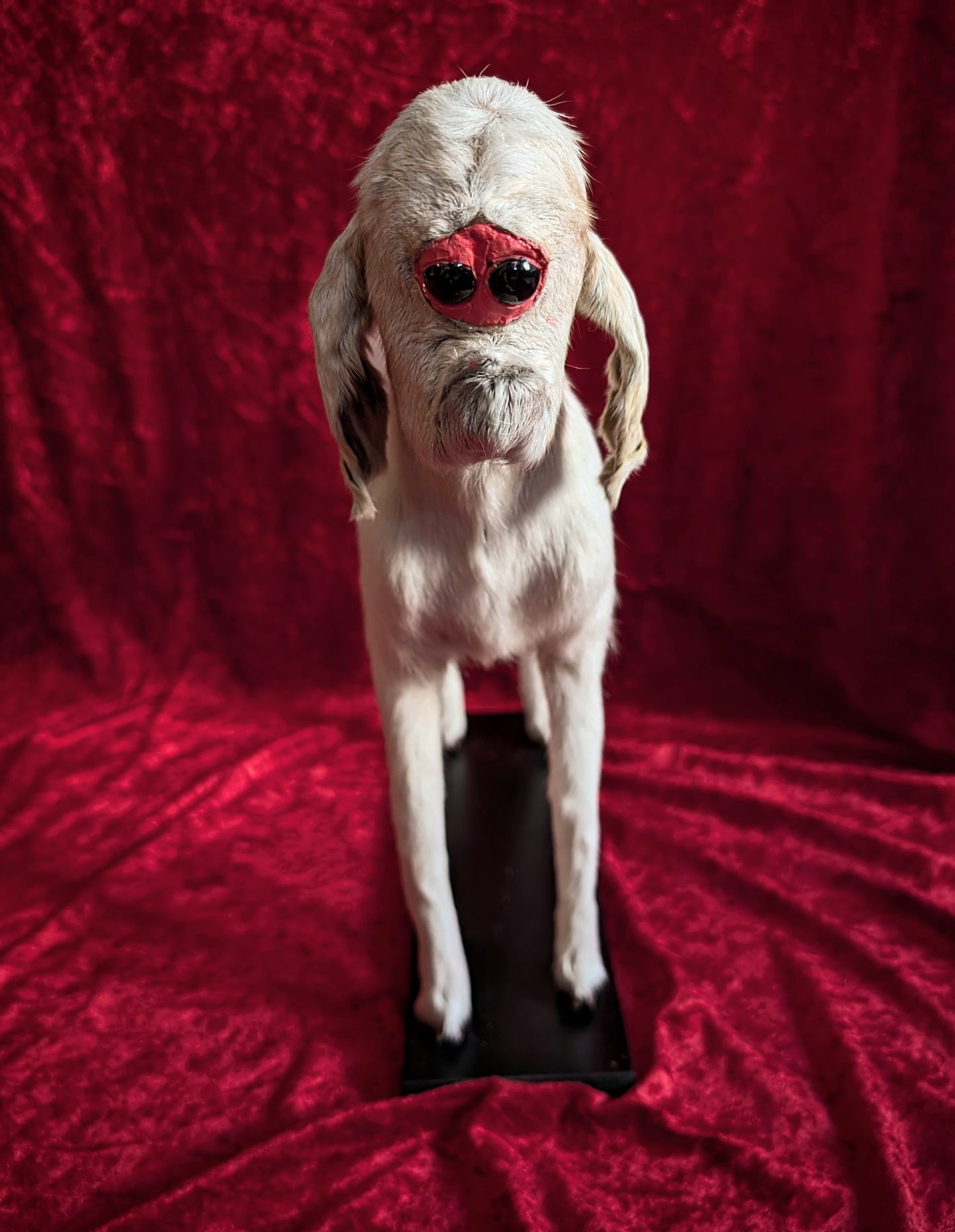 Rare Cyclop Goat taxidermy