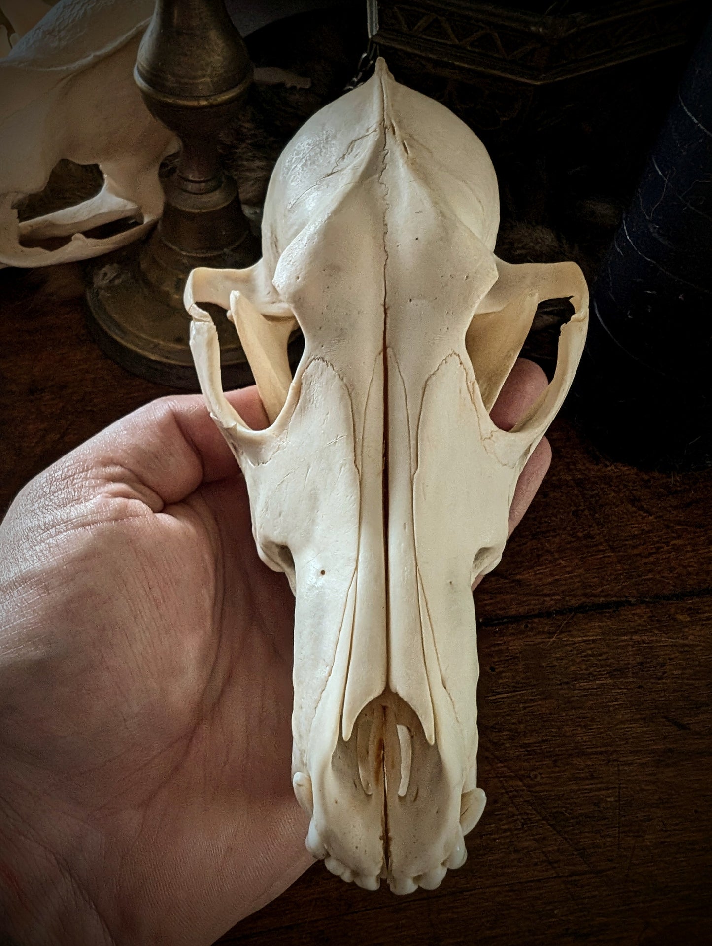 Coyote skull