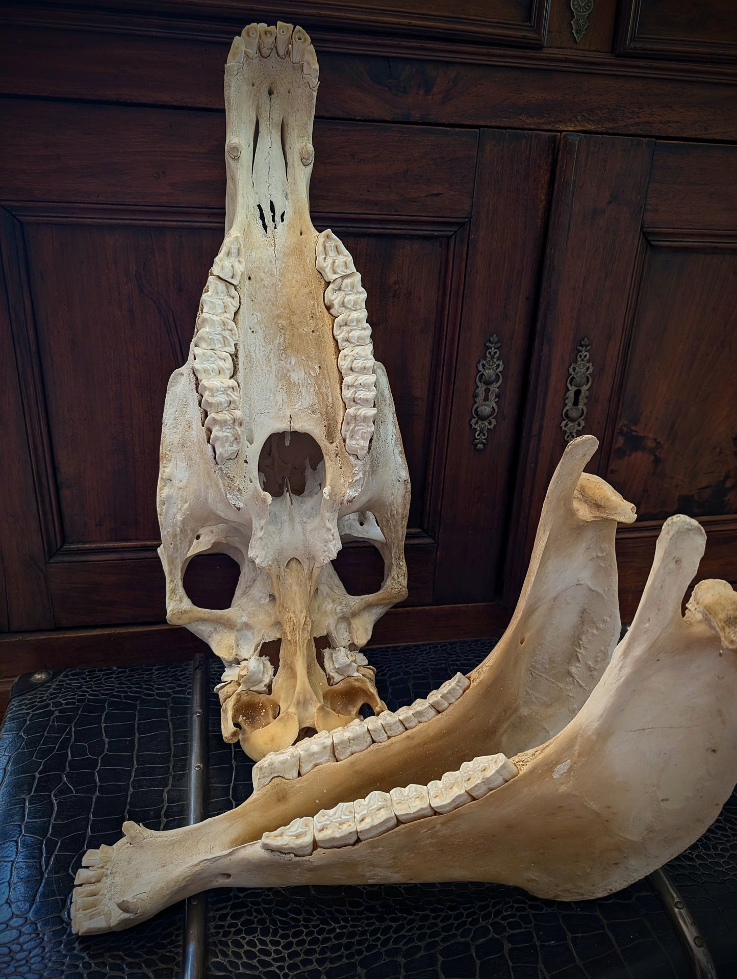 Old Horse Skull from 1950's