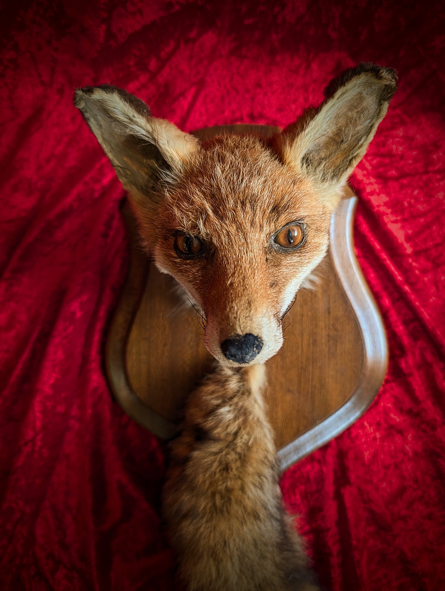 Antique fox head with tail on trophy