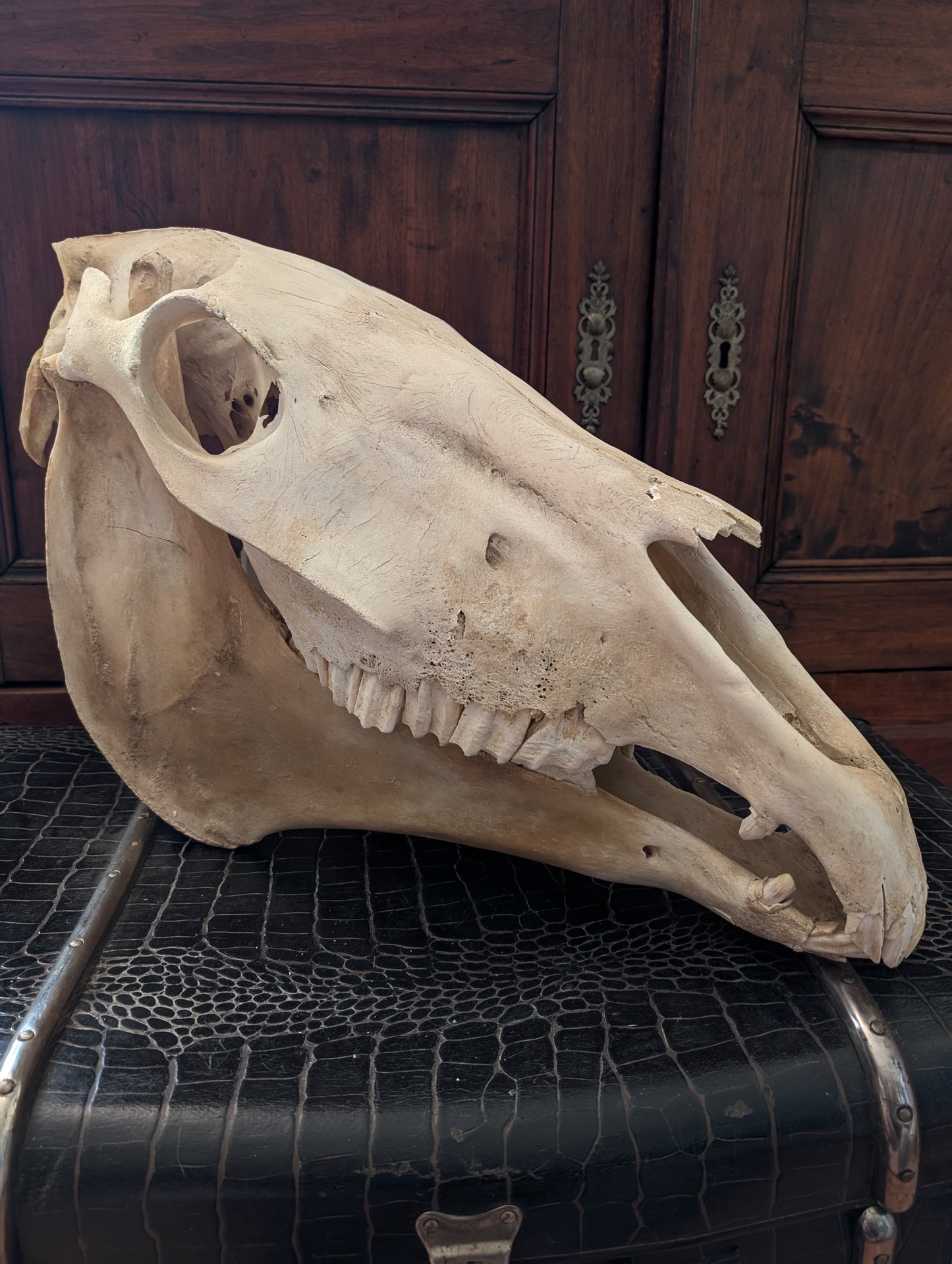 Old Horse Skull from 1950's