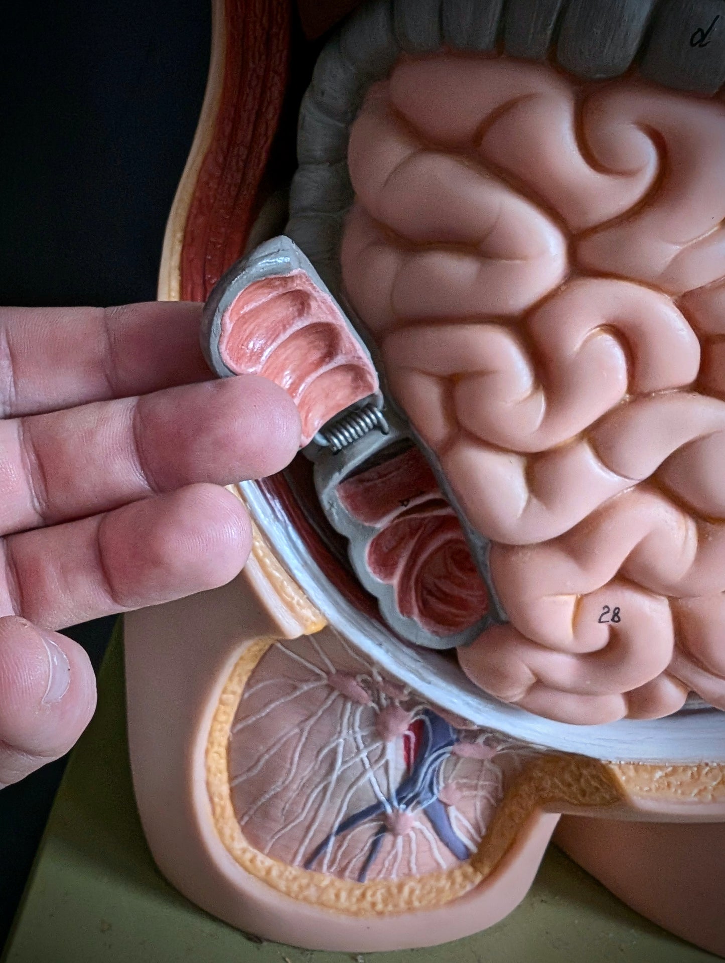 Vintage anatomical model from Germany