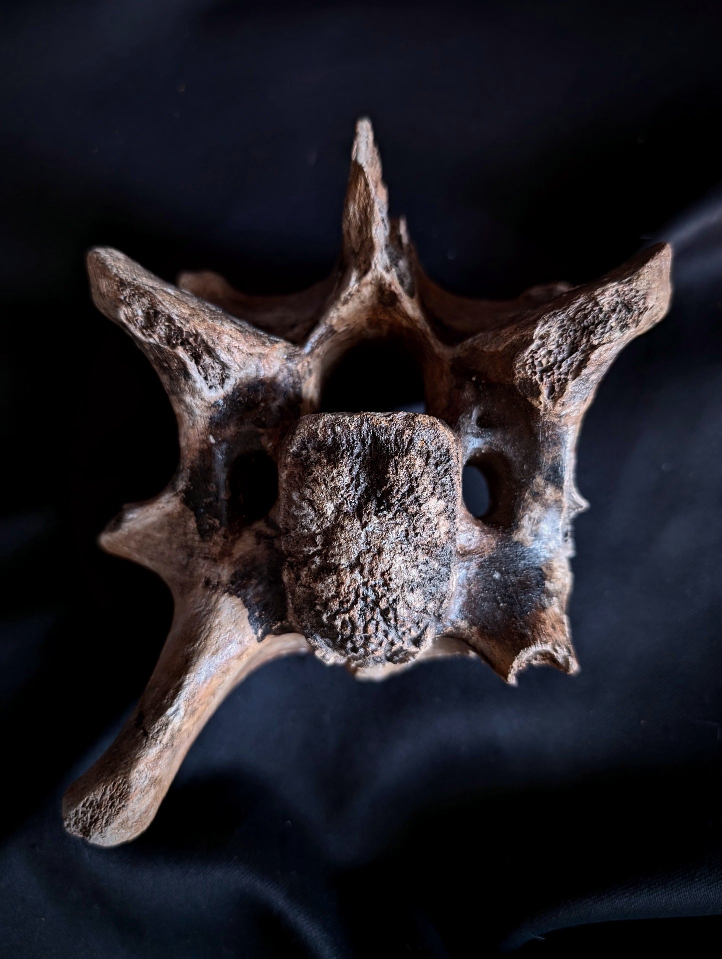 50 000-years old Bison Vertebrae fossil #1