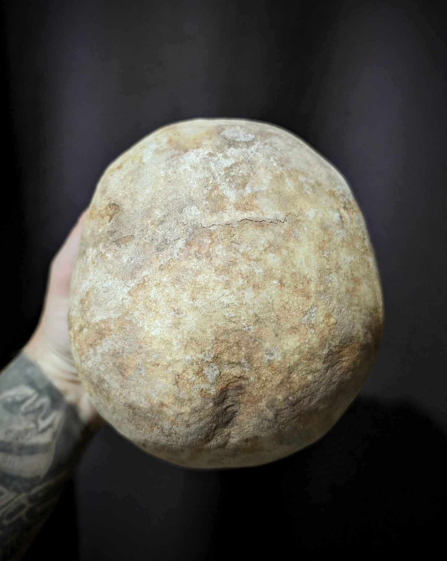 Old skull from late 19th century (Germany)