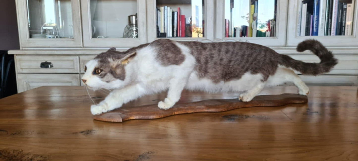 Great taxidermy of Cat
