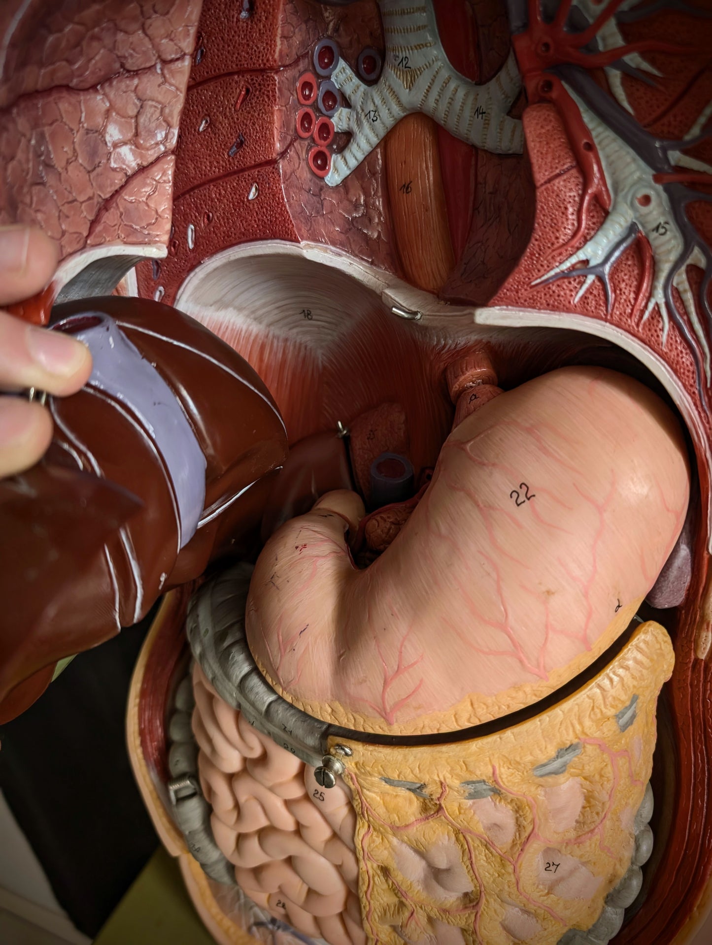 Vintage anatomical model from Germany