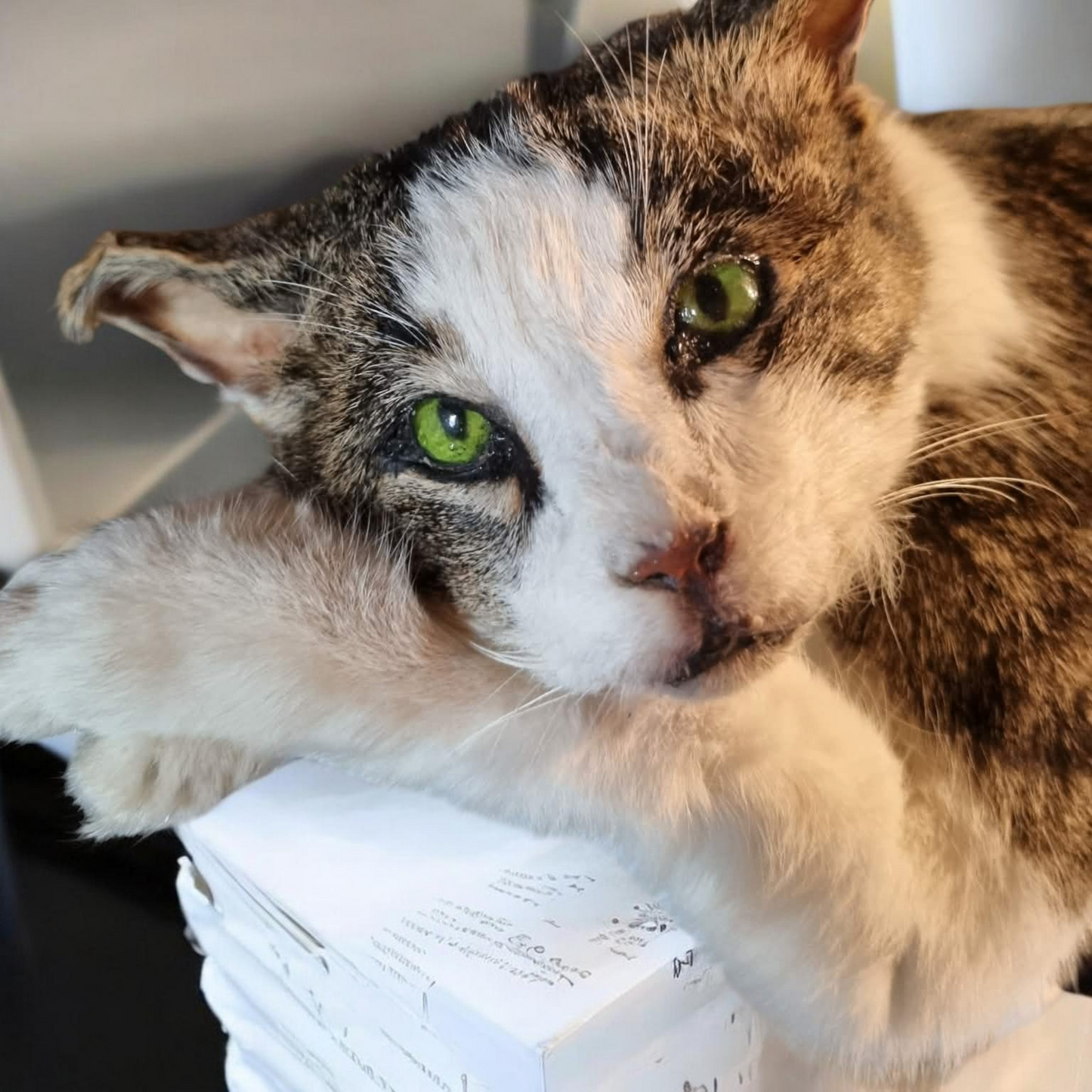 Beautiful Cat taxidermy (professional quality)