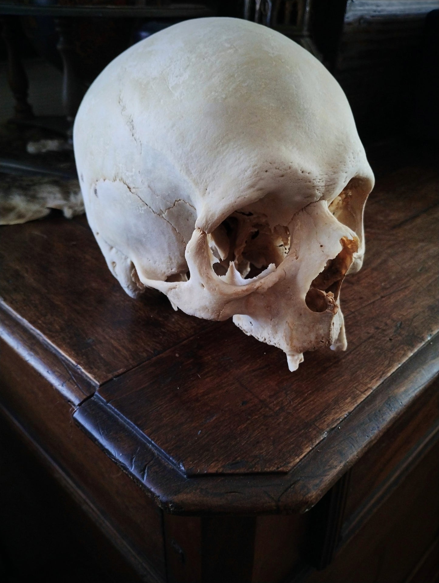 Vampire Skull from Austria