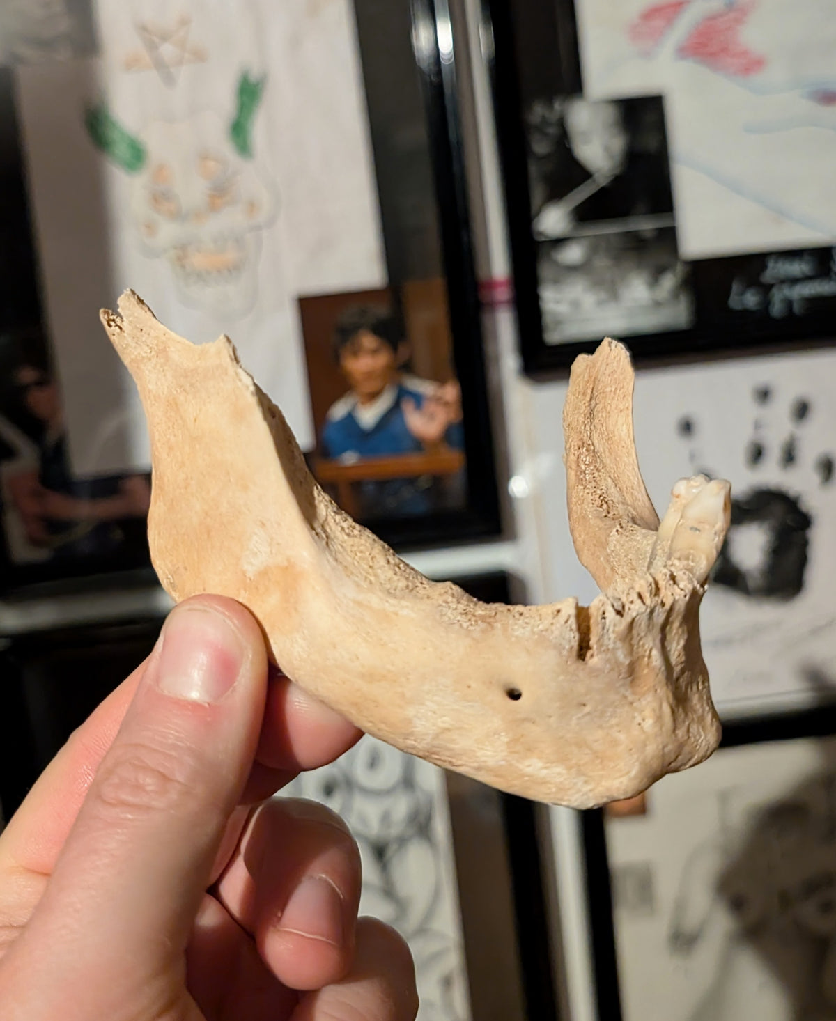 Old mandible from 19th century (Germany)