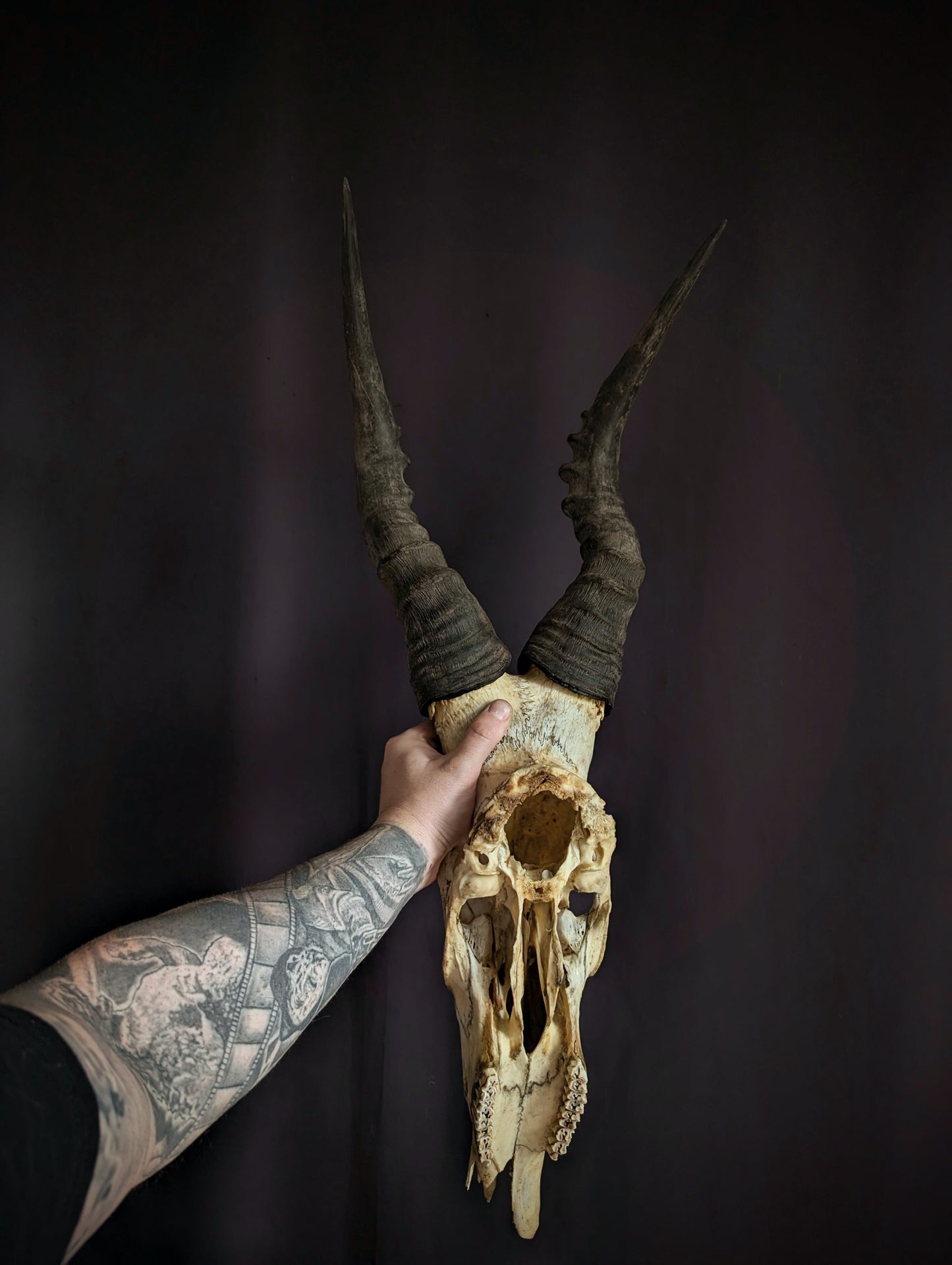 Hartebeest skull (Bubale 86cm)