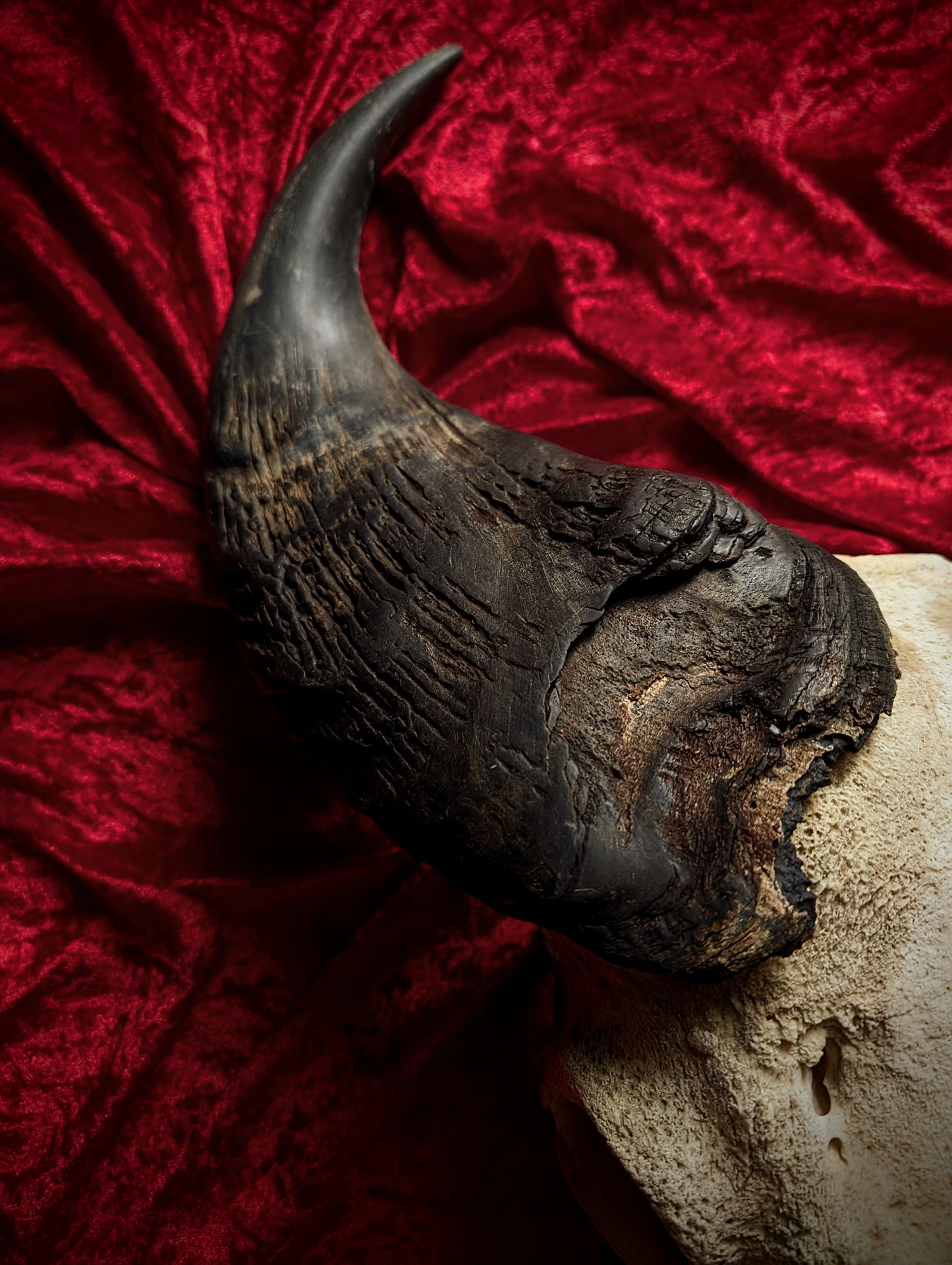 African Buffalo Skull 60cm