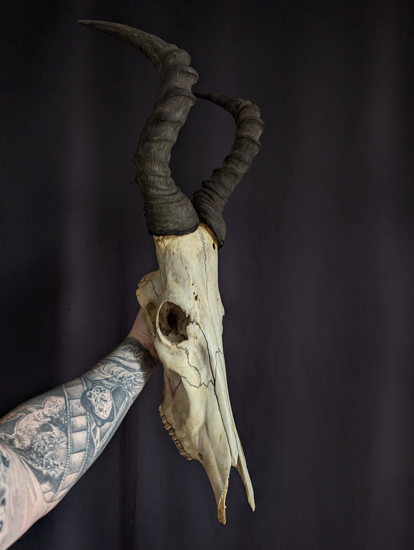 Hartebeest skull (Bubale 86cm)