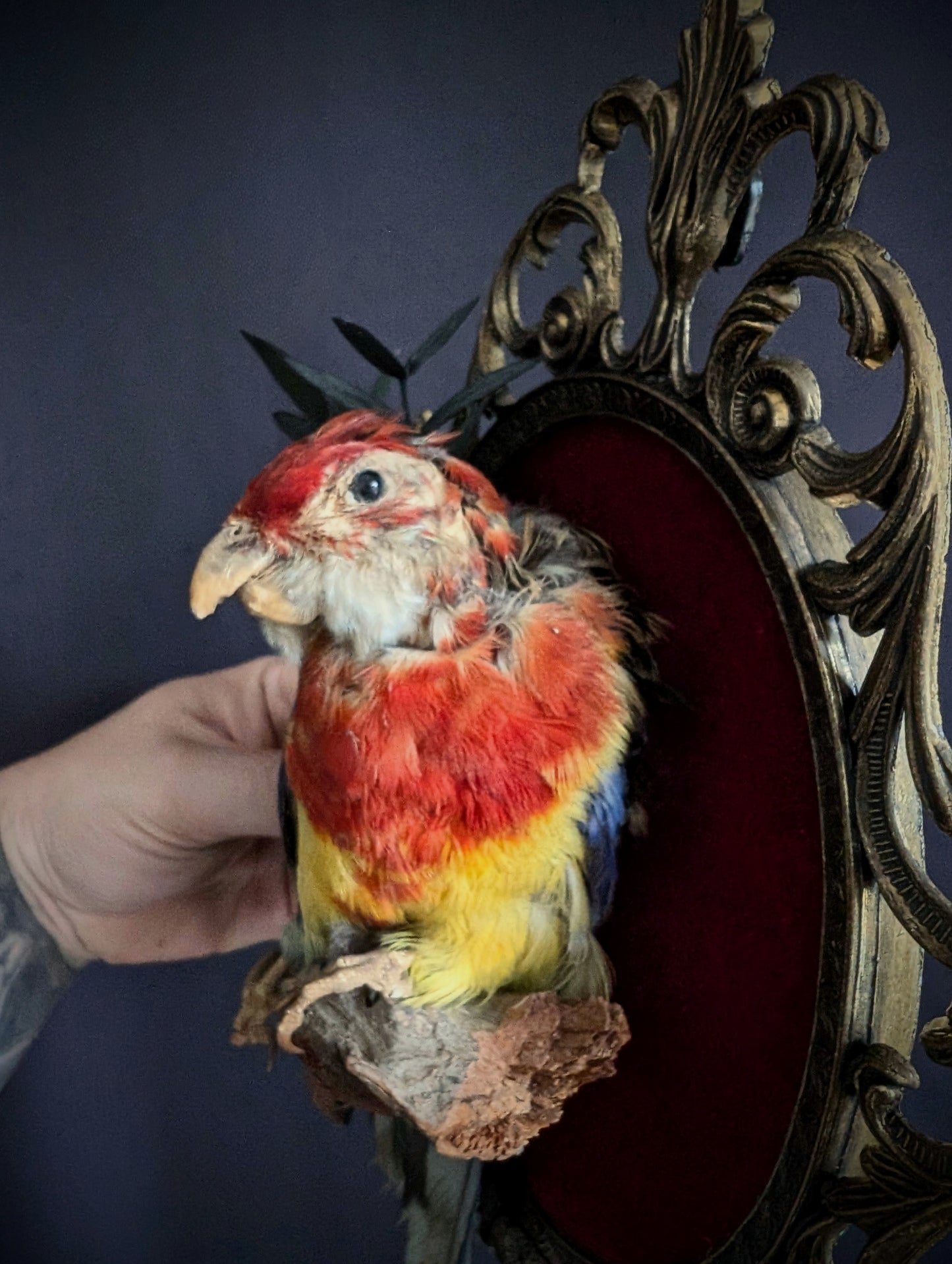 Old platycercus eximius parakeet on a baroque frame (1960's taxidermy)
