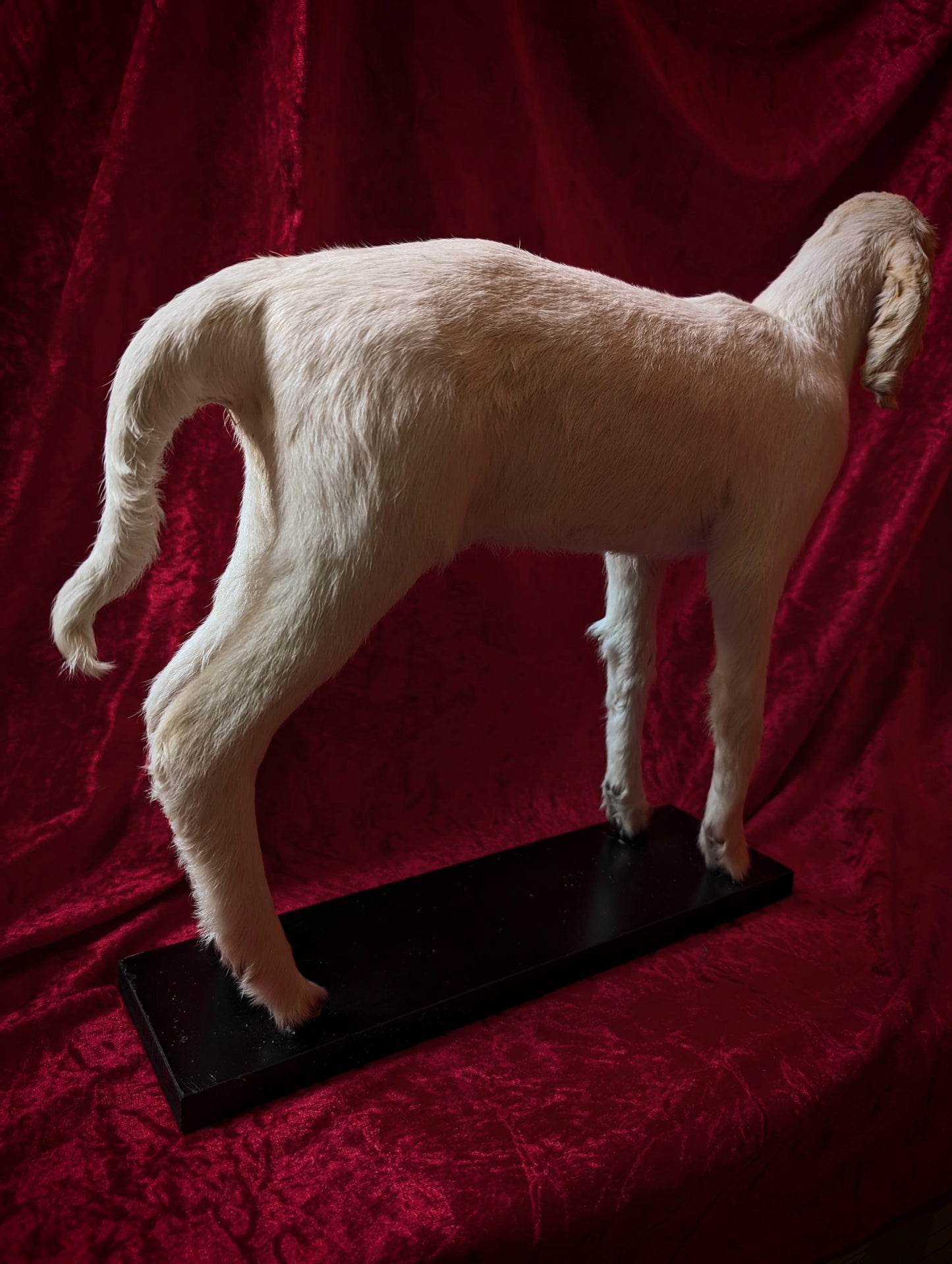 Rare Cyclop Goat taxidermy